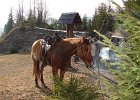 Koník ticho pozoruje náladu na Červenej skale